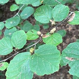Photo of the plant species Arrowwood Viburnum by @PerkyDouglasfir named Sonora on Greg, the plant care app