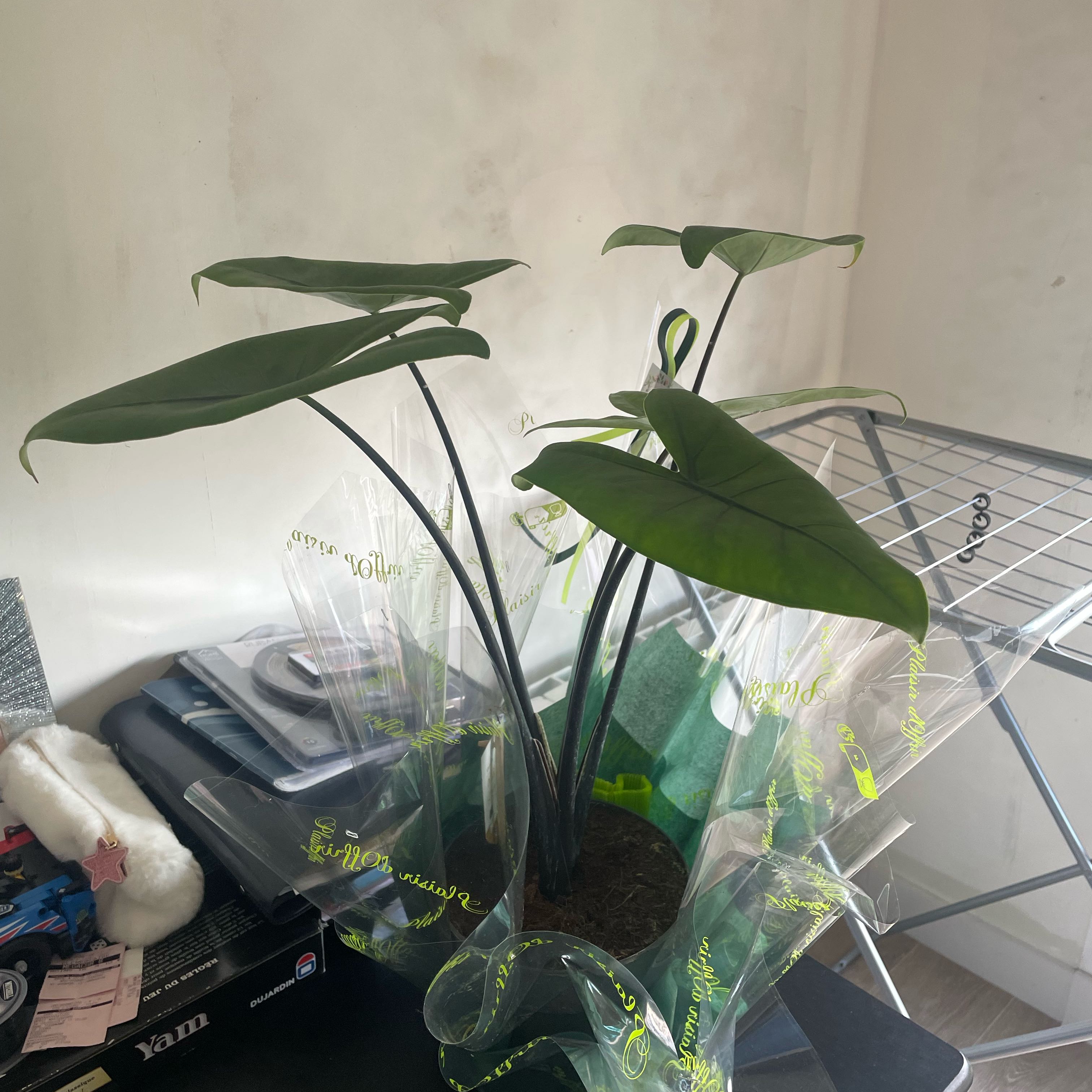 Photo of the plant species alocasia black zebrina by @YesElaphantear named Terra on Greg, the plant care app
