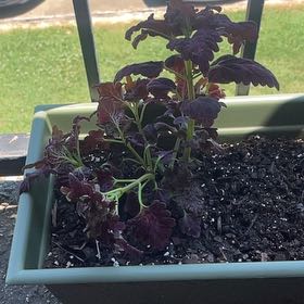 Photo of the plant species Black Dragon Coleus by @SunnyWoodfern named Maya on Greg, the plant care app