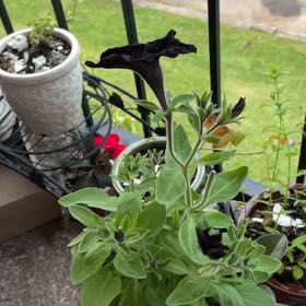 Photo of the plant species Phantom Black Petunia by @SunnyWoodfern named Clooney on Greg, the plant care app