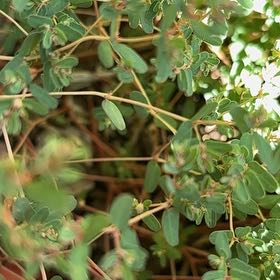 Photo of the plant species Hyssopleaf Sandmat by Christina named LiloStitch on Greg, the plant care app
