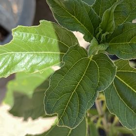 Photo of the plant species Apple of Peru by Christina named Sol on Greg, the plant care app