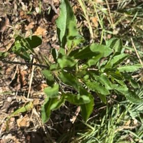 Photo of the plant species Jerusalem Cherry by Christina named Kobe on Greg, the plant care app
