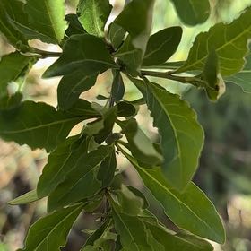 Photo of the plant species Jerusalem Cherry by Christina named Foxxy on Greg, the plant care app