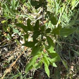 Photo of the plant species Jerusalem Cherry by Christina named Madonna on Greg, the plant care app