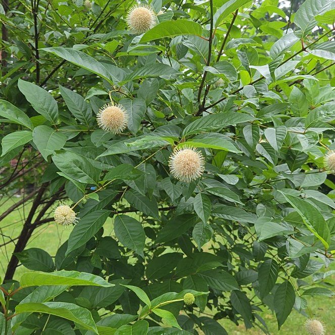 Photo of the plant species Common Buttonbush by @SolidRustyfig named Fernie Saunders on Greg, the plant care app