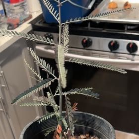 Photo of the plant species Ironwood by @Ughserioushley named Danarys on Greg, the plant care app