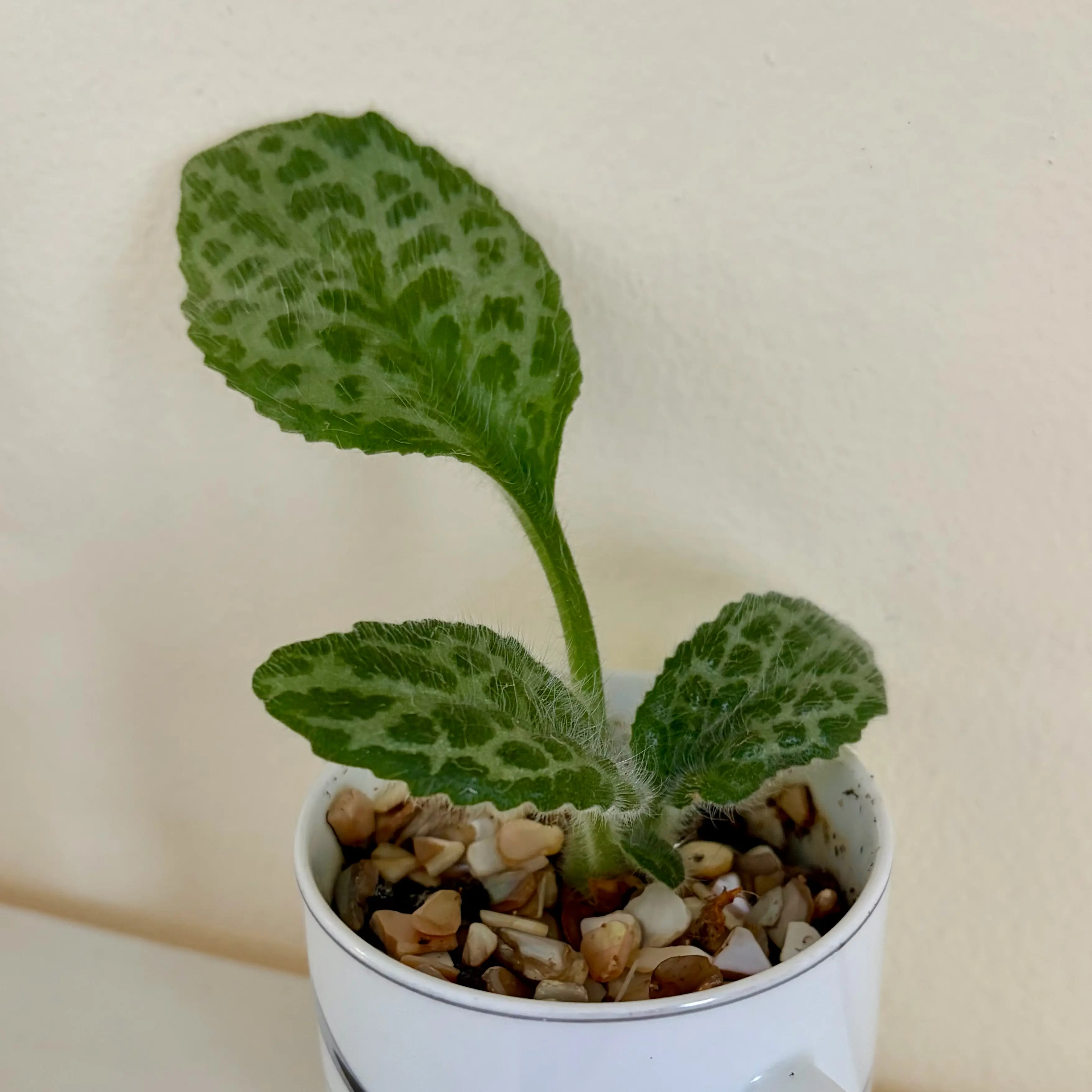 Photo of the plant species Primulina sinensis 'Silver' by @DaphneDelphine named Idris Alba on Greg, the plant care app