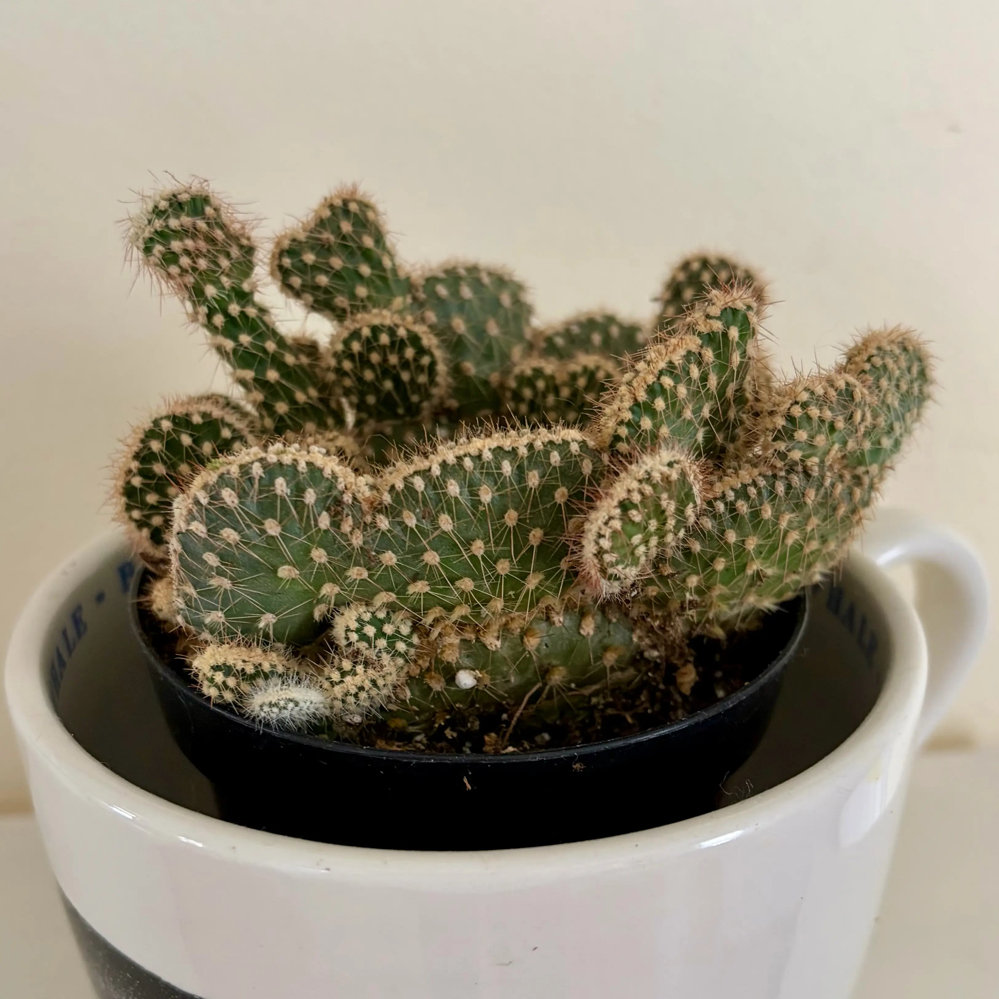 Photo of the plant species Opuntia parryi var. serpentina f. cristata by @DaphneDelphine named Paul Newman on Greg, the plant care app