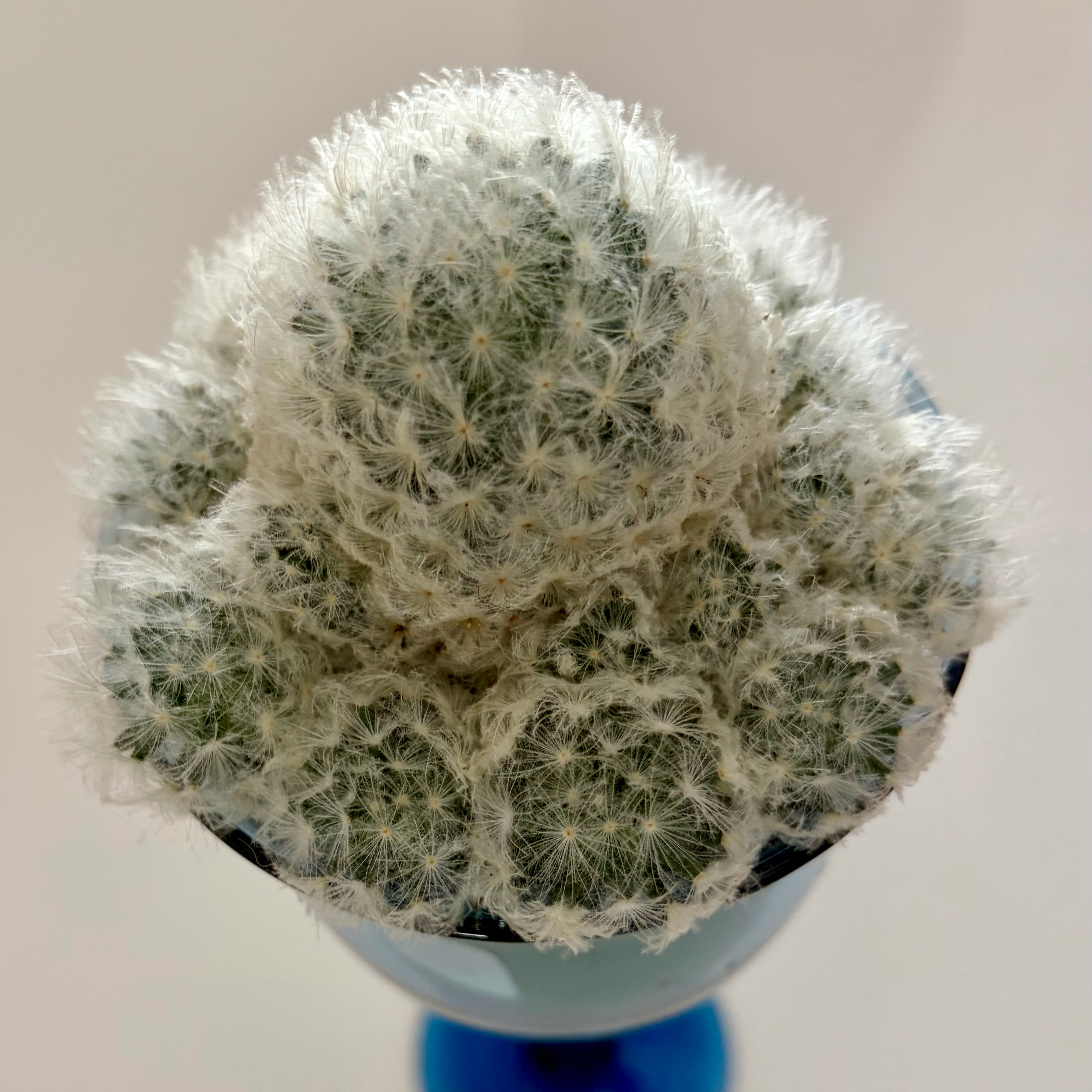 Photo of the plant species Feather Cactus by @DaphneDelphine named Dolly Parton on Greg, the plant care app