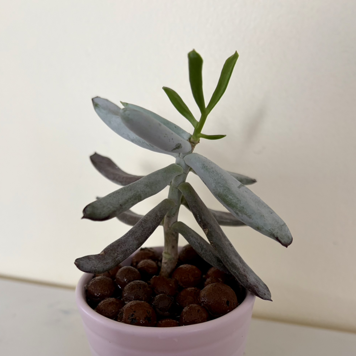 Photo of the plant species Hydra Noir by @DaphneDelphine named Coleman Domingo on Greg, the plant care app