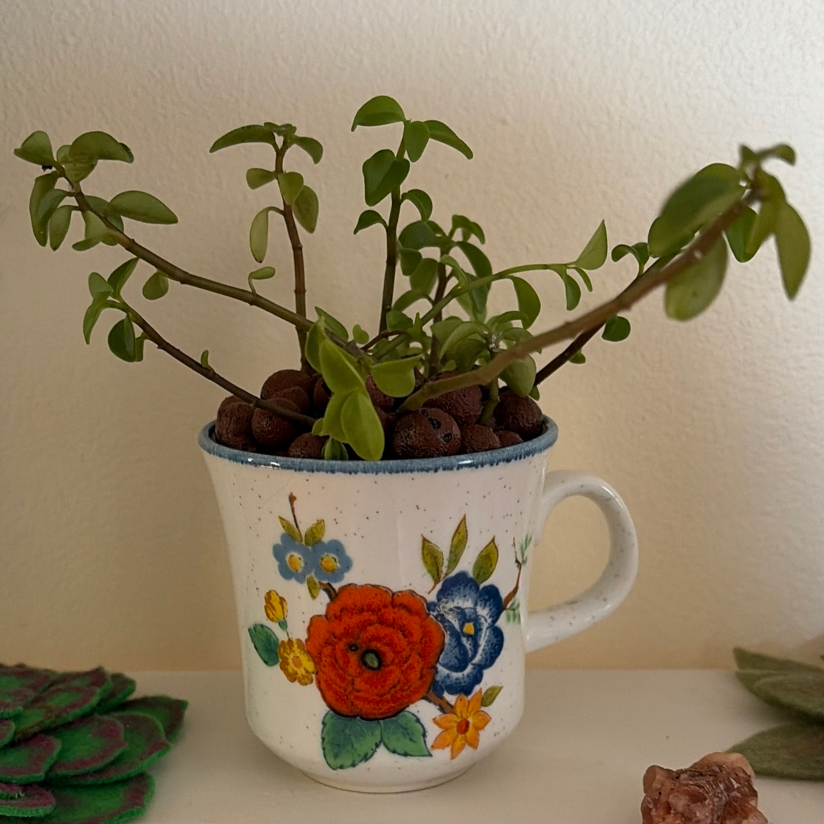 Photo of the plant species Peperomia 'Amigo Marcello' by @DaphneDelphine named Ethan Hawke on Greg, the plant care app
