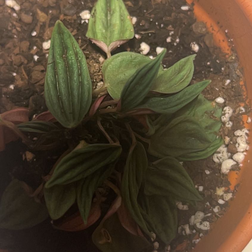 Photo of the plant species Peperomia milano by @BoldLuckystripe named Xena on Greg, the plant care app