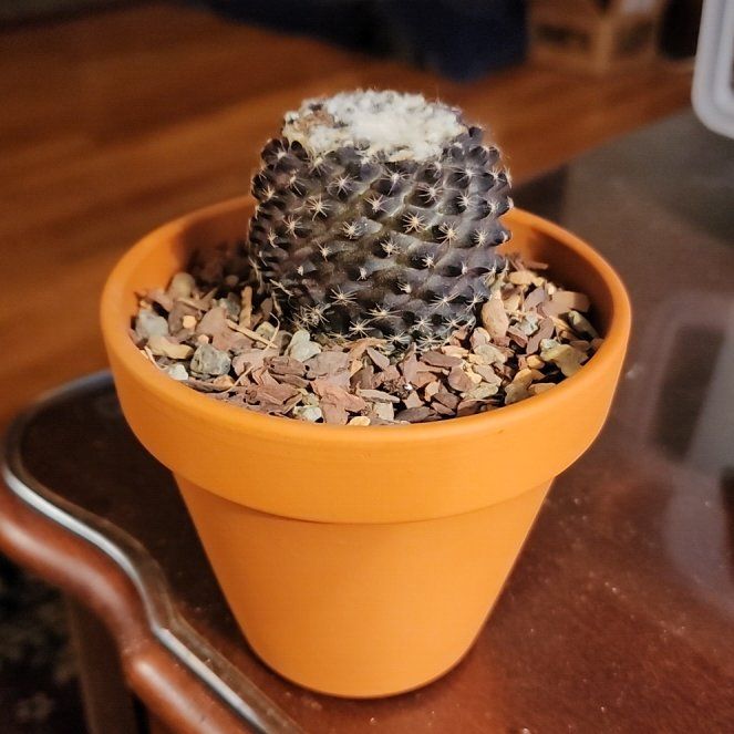 Photo of the plant species Copiapoa by @ElpasoCactus named Teresa de Jesús de Los Andes on Greg, the plant care app