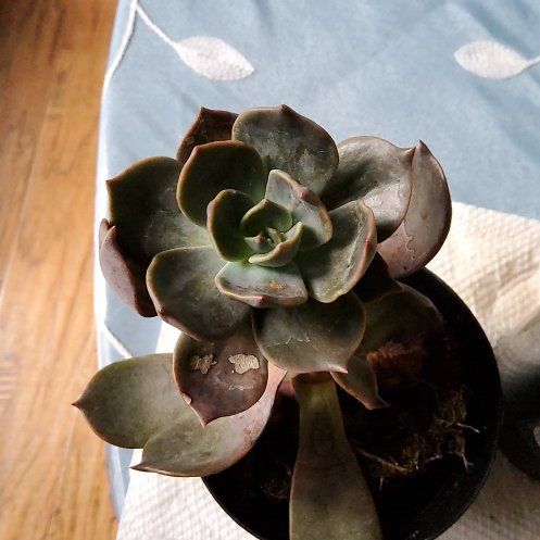 Photo of the plant species Echeveria 'Marrom Olive Brown' by @lindseyisaplant named Osmo on Greg, the plant care app