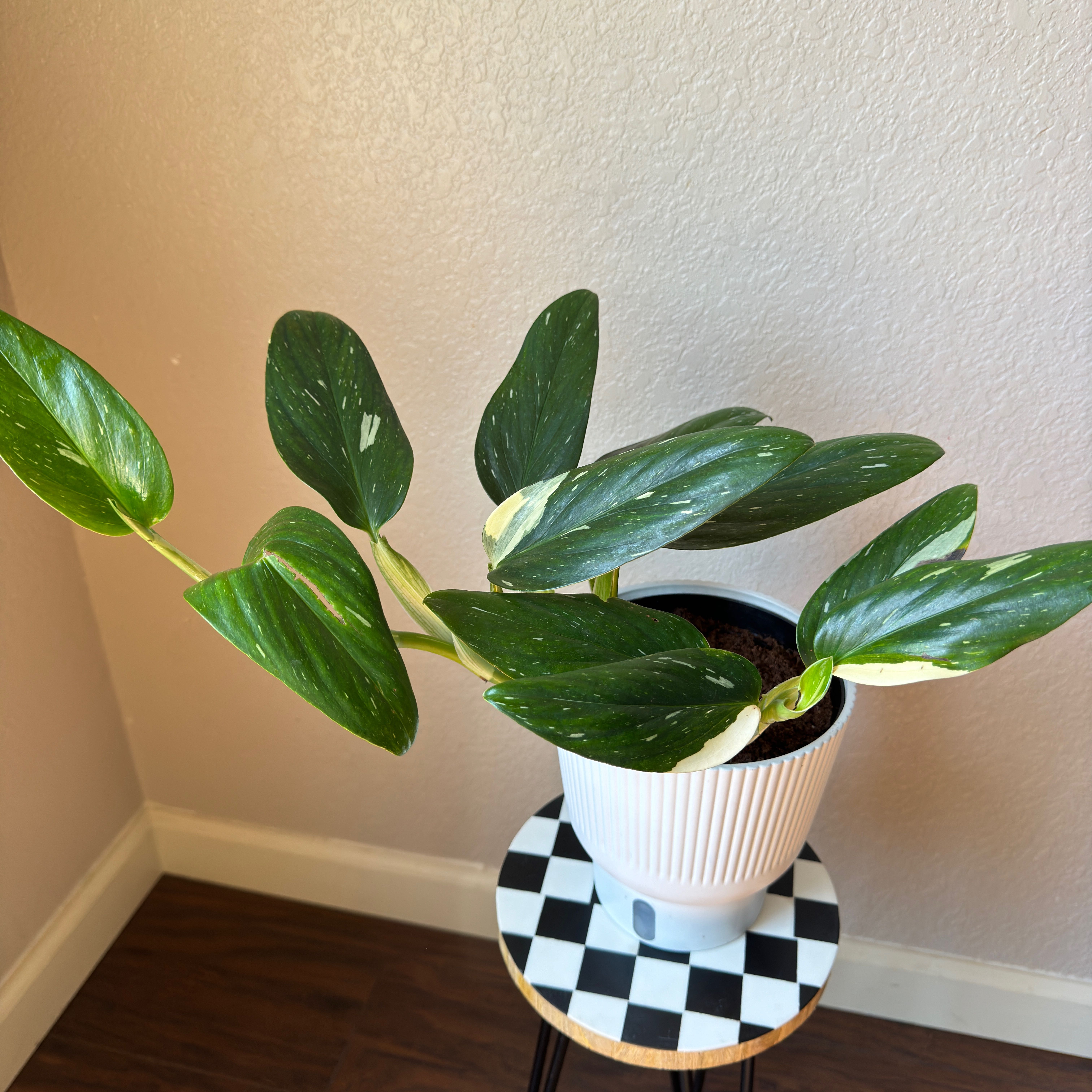Photo of the plant species Monstera by @KeyFicusbonsai named Cobra on Greg, the plant care app