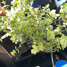 Photo of the plant species Ornamental Oregano by @LikelyRhubarb named Messi on Greg, the plant care app