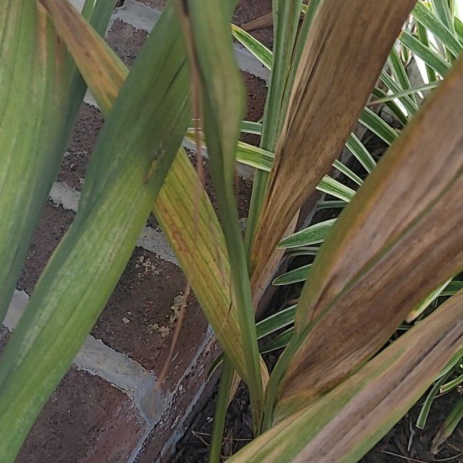 Photo of the plant species Italian Gladiolus by @HelperTigerjade named Figyonce on Greg, the plant care app