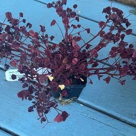 Photo of the plant species Golden Oxalis by @NovelElkclover named Maya on Greg, the plant care app