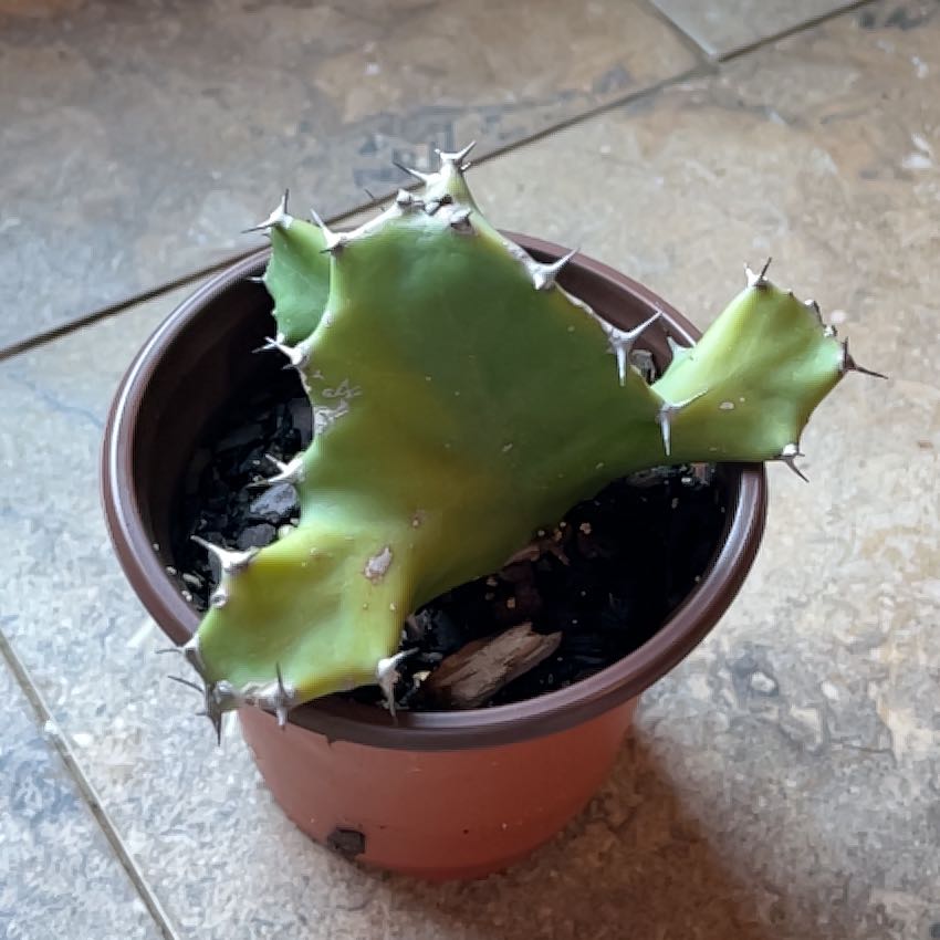 Photo of the plant species Twisted Euphorbia by @GuruWhitevelvet named Treeyoncé on Greg, the plant care app