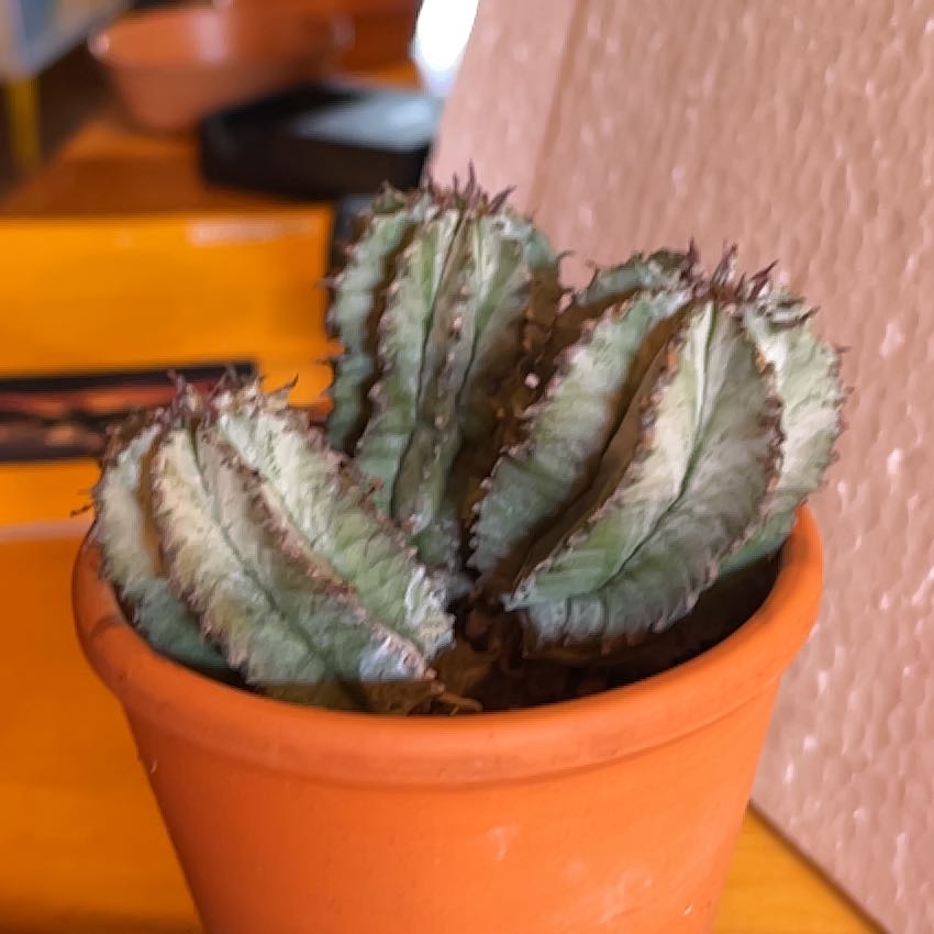 Photo of the plant species Snowflake Euphorbia by @GuruWhitevelvet named Barrel on Greg, the plant care app
