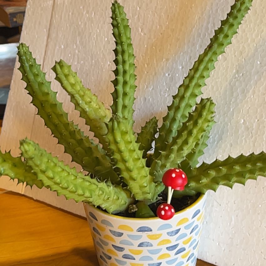 Photo of the plant species Red Dragon Flower by @GuruWhitevelvet named Marilyn on Greg, the plant care app