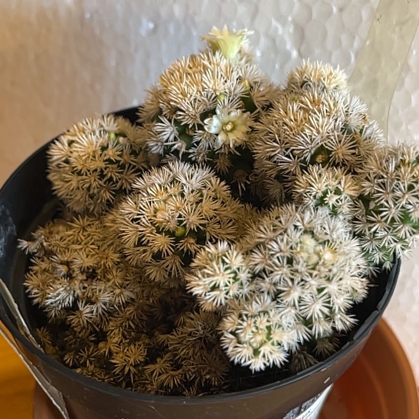 Photo of the plant species Arizona Snowcap Cactus by @GuruWhitevelvet named Kylie on Greg, the plant care app