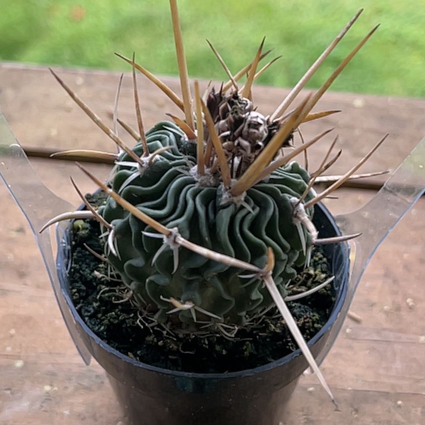 Photo of the plant species Stenocactus crispatus by @GuruWhitevelvet named Demi on Greg, the plant care app
