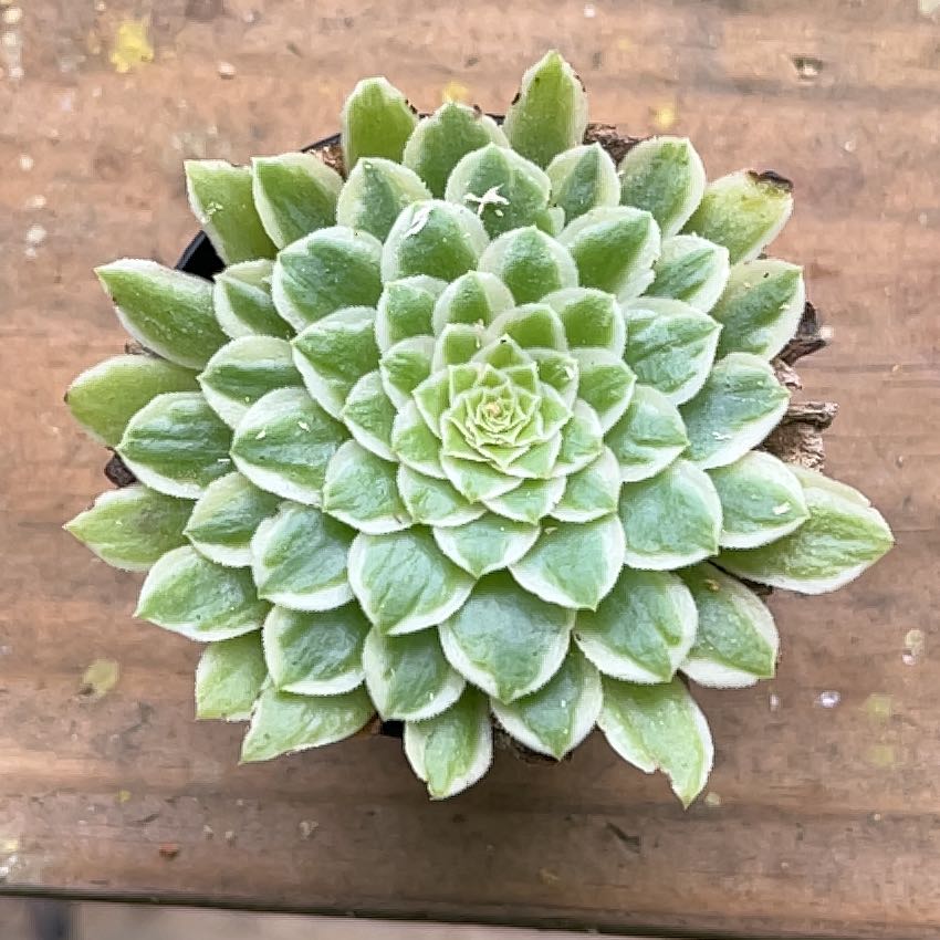 Photo of the plant species Aeonium 'Emerald Ice' by @GuruWhitevelvet named Planty on Greg, the plant care app