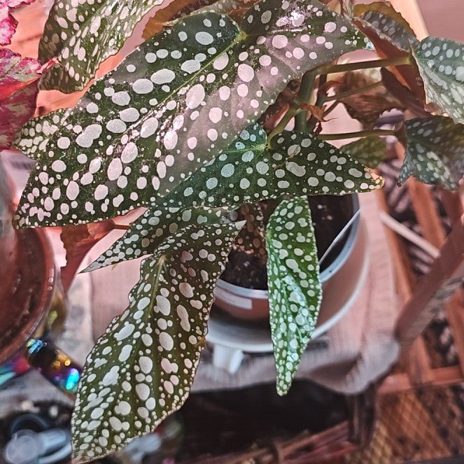 Photo of the plant species Double Dot by @NiftyWolfsmilk named Emerson on Greg, the plant care app