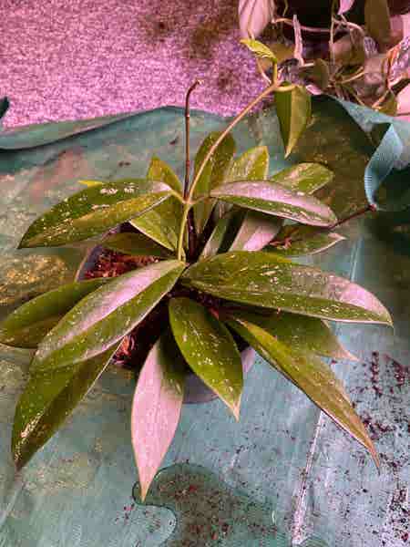 Photo of the plant species Hoya 'Memoria' by Rosyburrow named Brontes on Greg, the plant care app