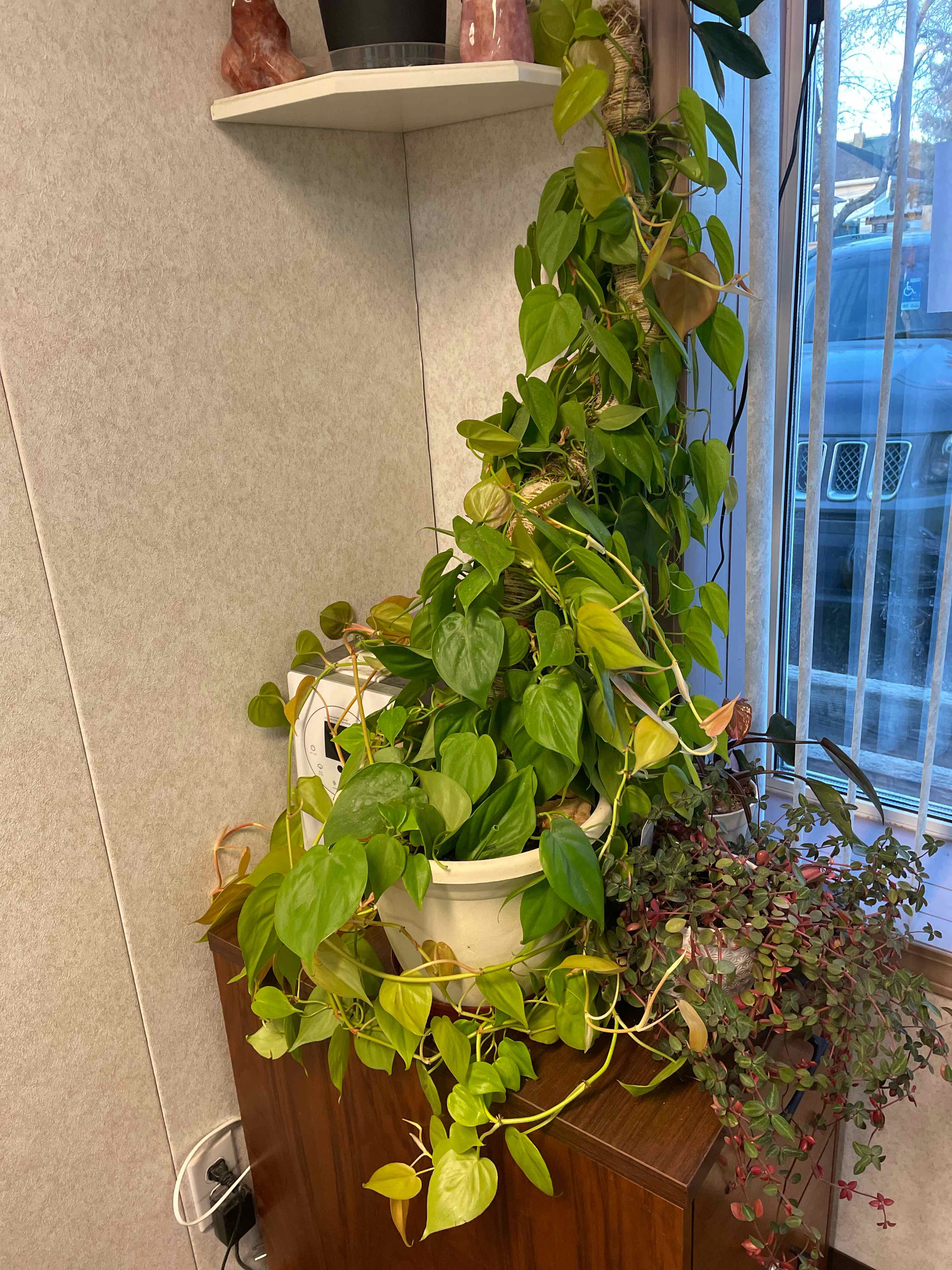 Philodendron Lemon Lime plant photo by @rosyburrow named Phil. Lemon Lime on Greg, the plant care app.