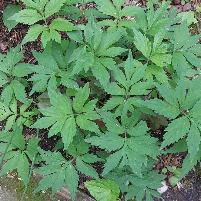 Photo of the plant species Yellowroot by @WideawakeRuby named Gregarious on Greg, the plant care app