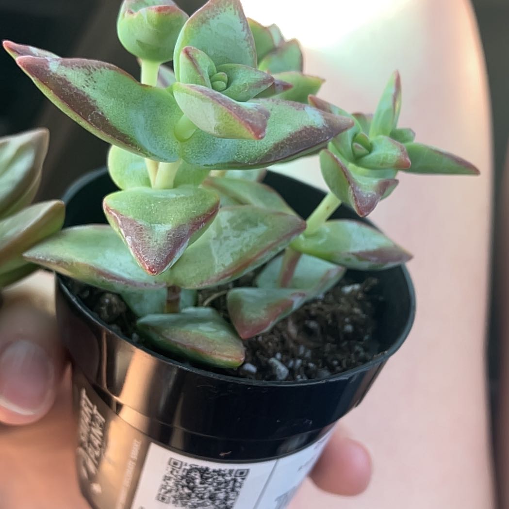 Photo of the plant species jade by @SpicySchneckoak named Apollo on Greg, the plant care app
