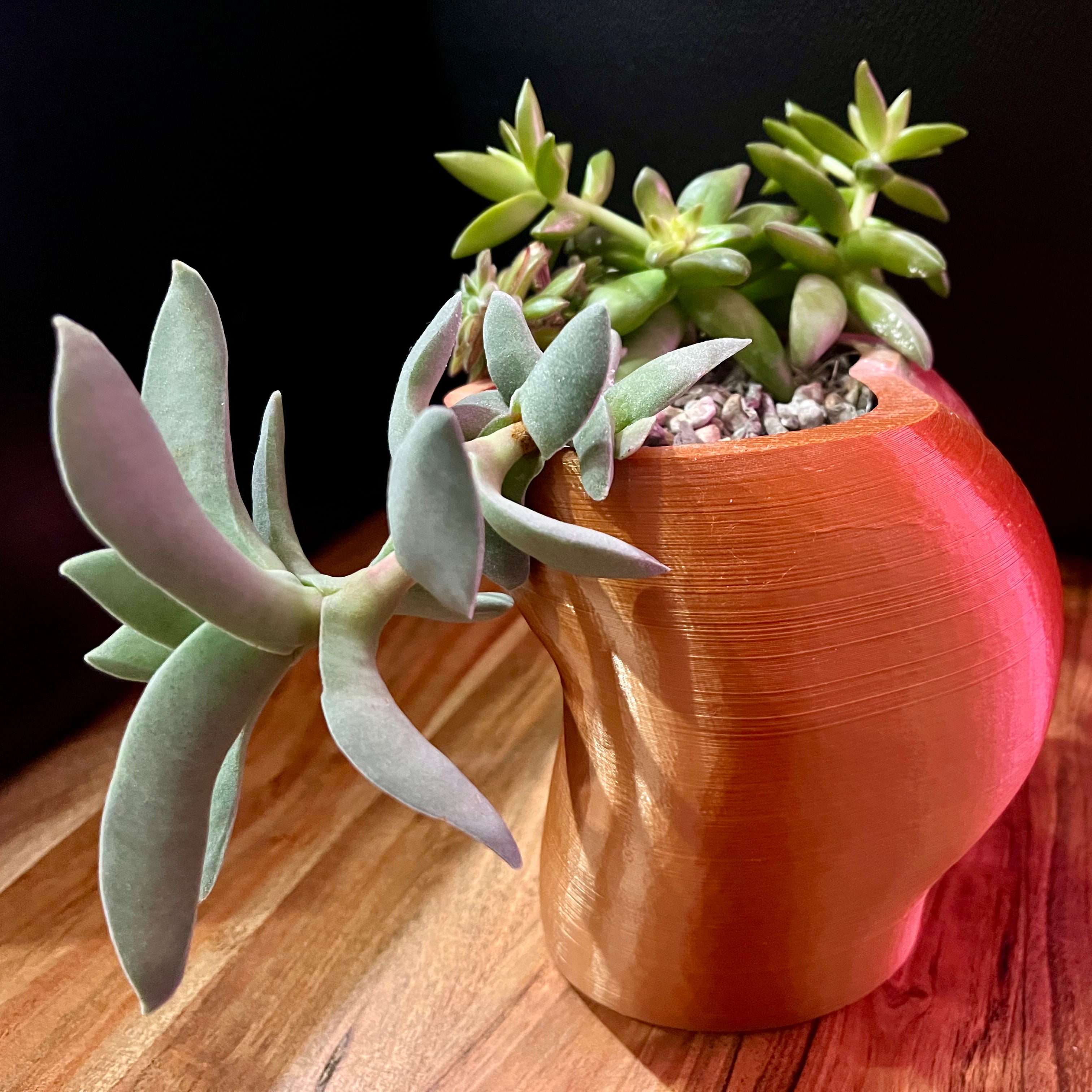 Photo of the plant species Airplane Plant by @Loveland505 named Jetson on Greg, the plant care app