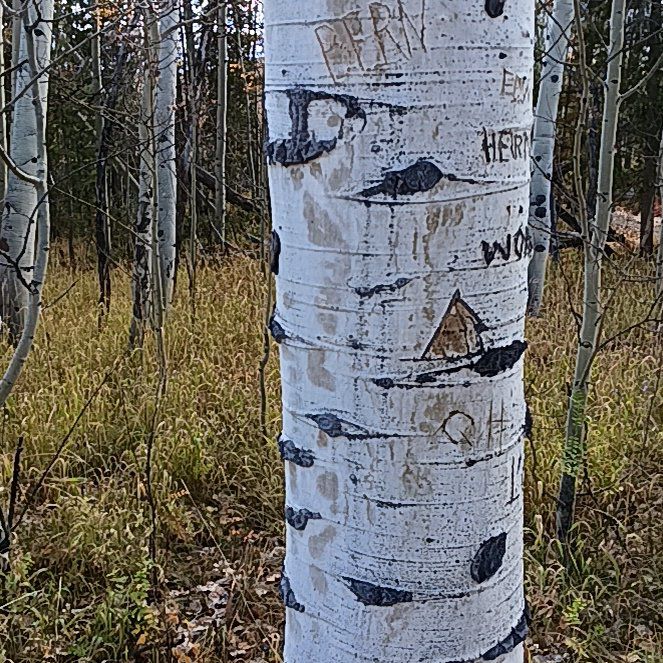 Photo of the plant species Quaking Aspen by @AdeptCapeivy named Bieber on Greg, the plant care app