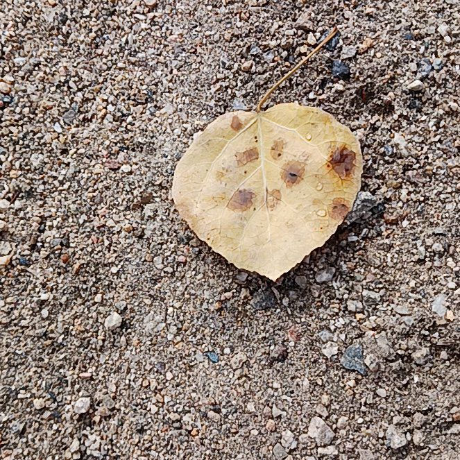 Photo of the plant species Quaking Aspen by @AdeptCapeivy named Tupot amaroot on Greg, the plant care app