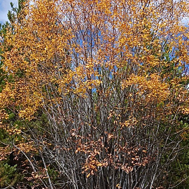 Photo of the plant species Spanish Broom by @AdeptCapeivy named Ulysses S Plant on Greg, the plant care app