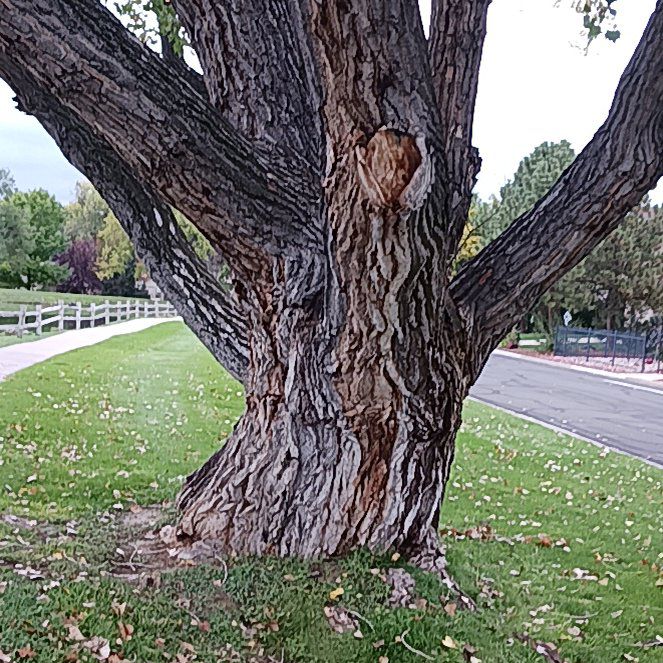 Photo of the plant species Common Cottonwood by @AdeptCapeivy named Dolores on Greg, the plant care app