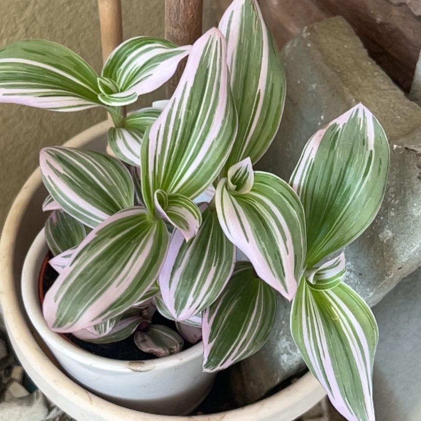 Tradescantia Bubblegum plant with vibrant green and pink variegated leaves in a white pot.