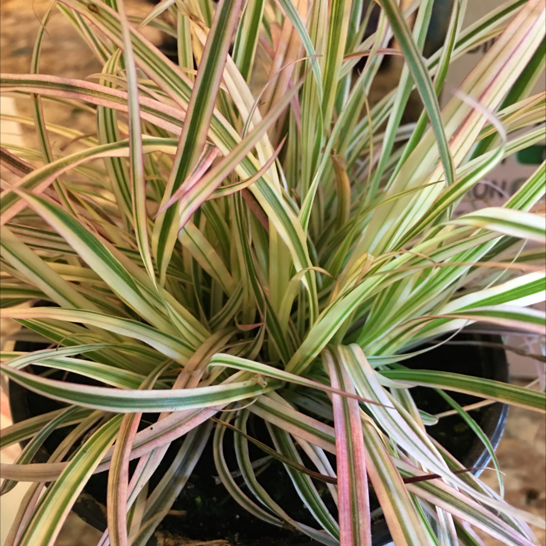 Photo of the plant species Chinese pennisetum by @BrandyLVSplants named Elina-graveyard 😩 on Greg, the plant care app