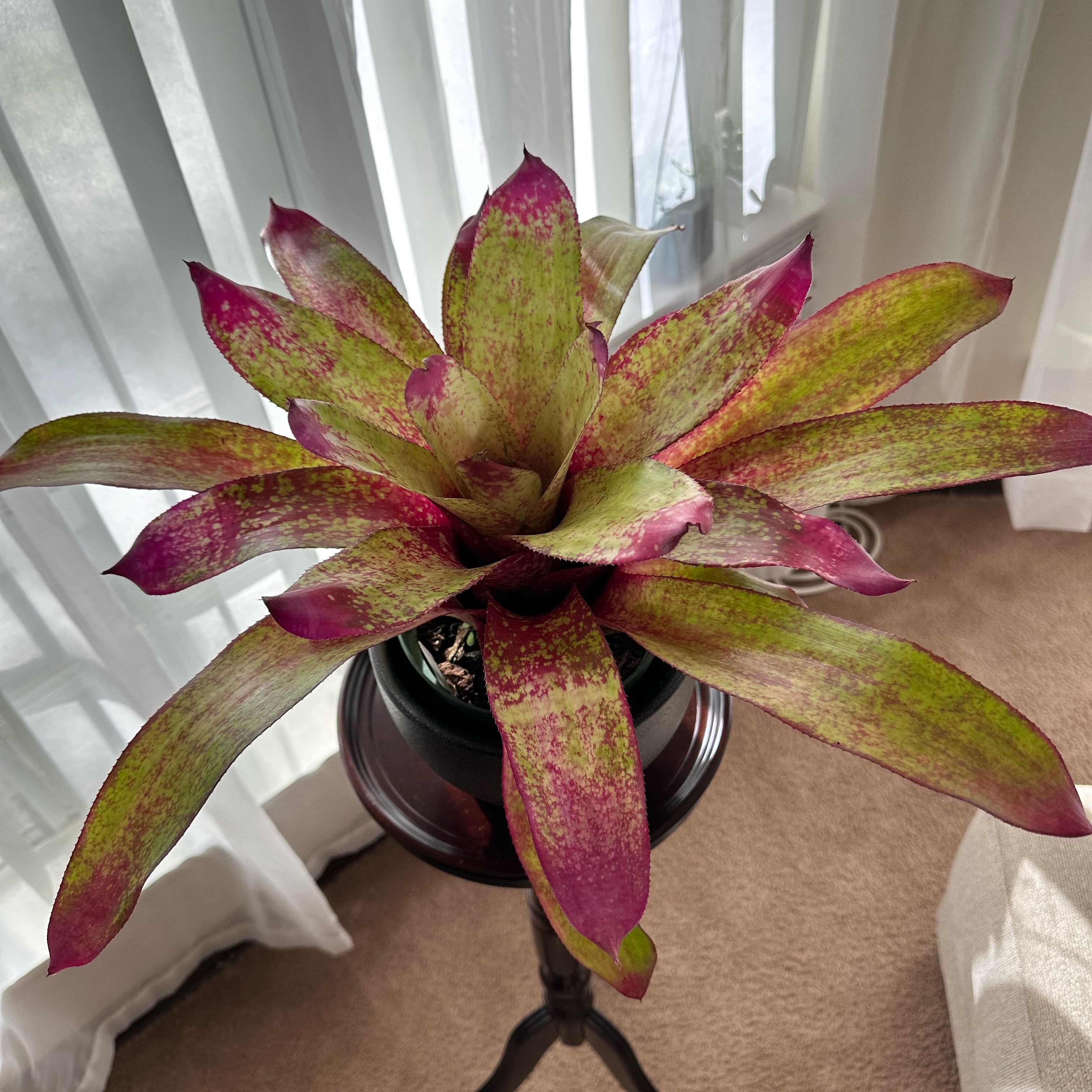 Plant care for Aechmea fasciata 'Primera' on Greg, the plant care app
