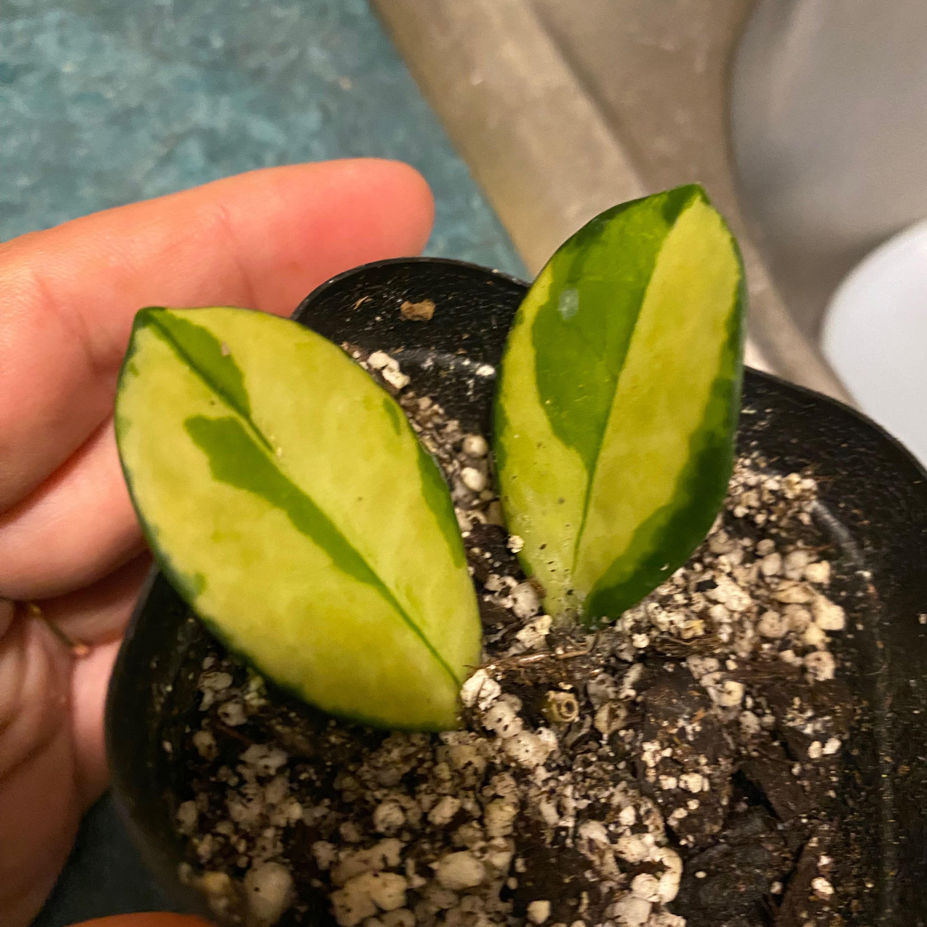 Photo of the plant species Hoya by @TryFieldgarlic named Plato on Greg, the plant care app