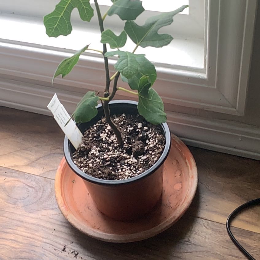 Potted Hardy Fig Tree near a window with healthy green leaves.