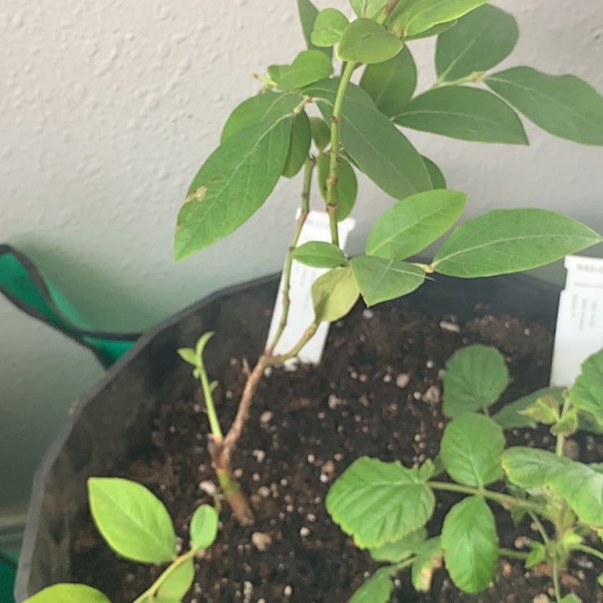 Photo of the plant species Elliott's Blueberry by @GlowingEmerald named Athena on Greg, the plant care app