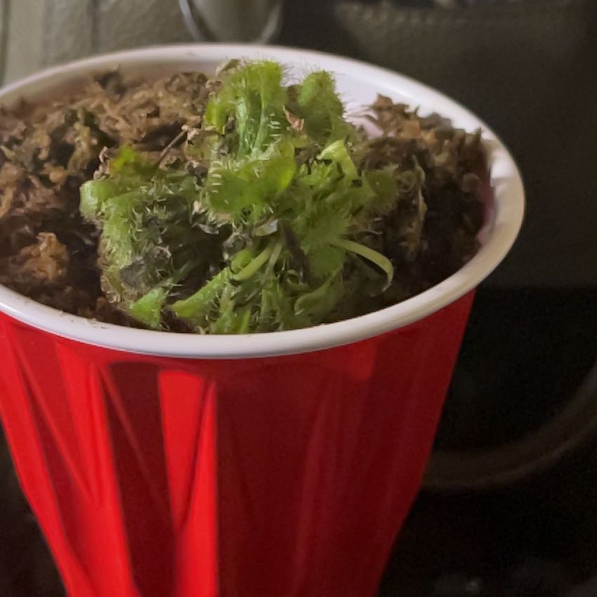 Round-Leaved Sundew plant in a red plastic cup with visible soil.