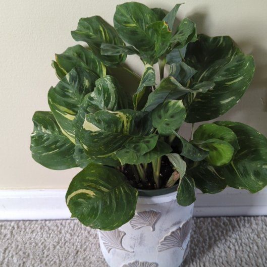 Photo of the plant species Variegated Rabbit Tracks by @ClassicWildtea named Planty on Greg, the plant care app