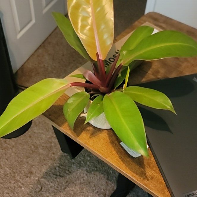 Photo of the plant species Philodendron tangerine by @AgelessBluehaze named Thelma on Greg, the plant care app