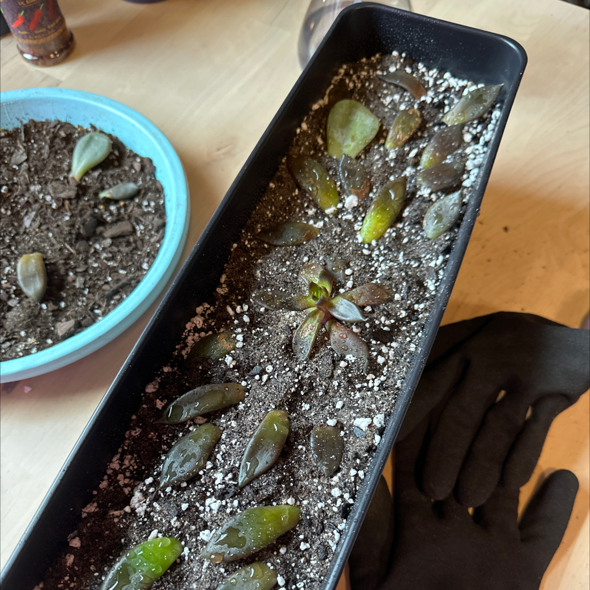 Echeveria 'Black Knight' plants in a rectangular planter with visible soil and some leaf discoloration.