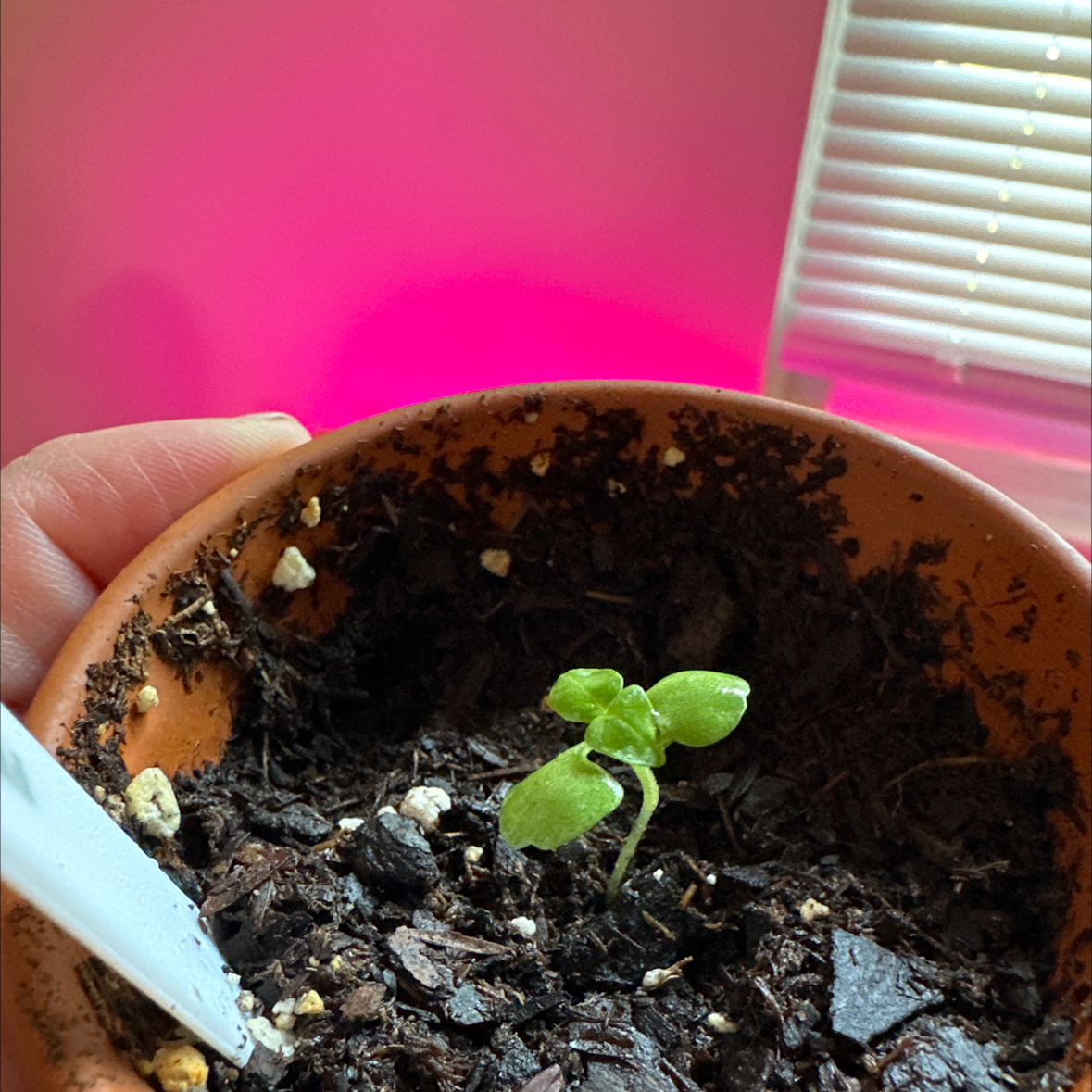 Photo of the plant species Lime Basil by @SoulfulCatbrier named Baby Lime on Greg, the plant care app